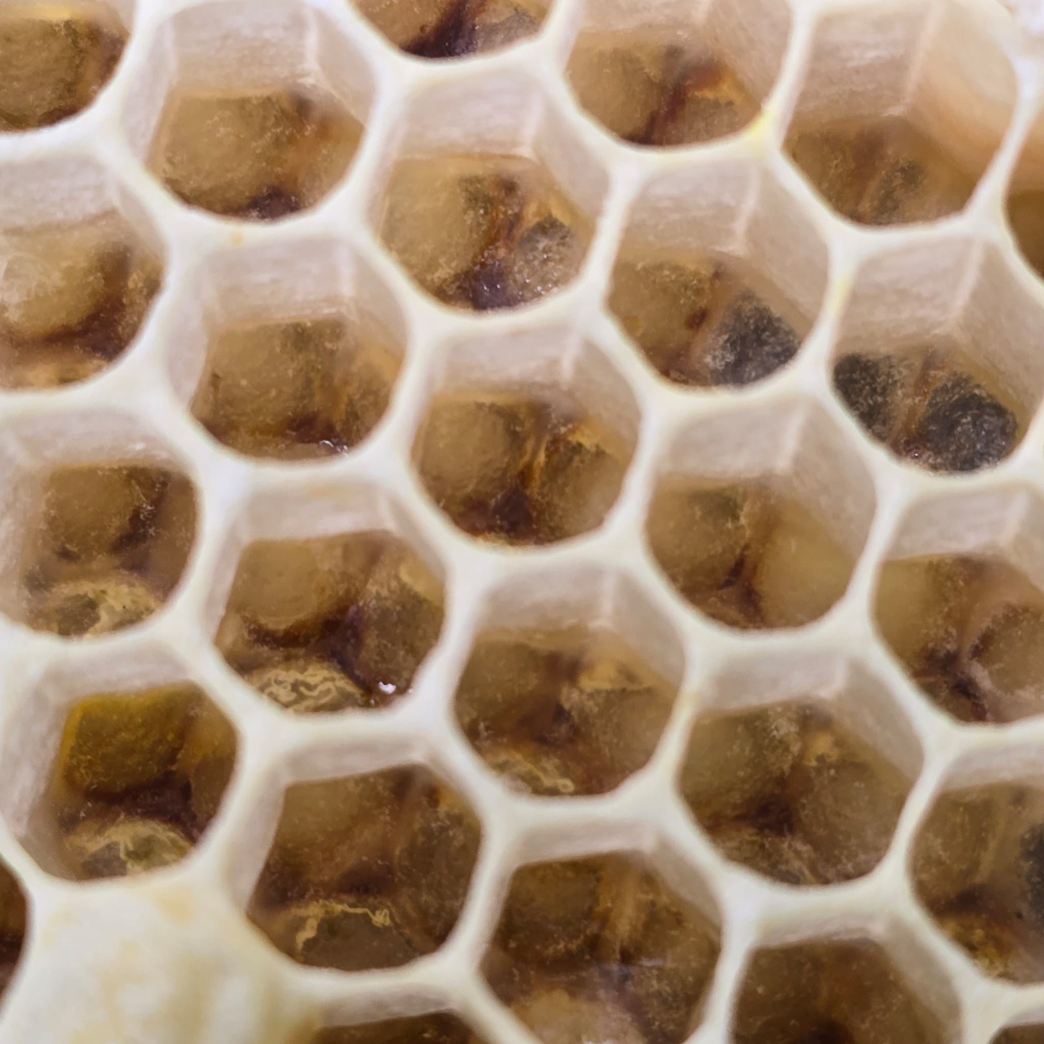 Wildflower Honey in Ireland Explained