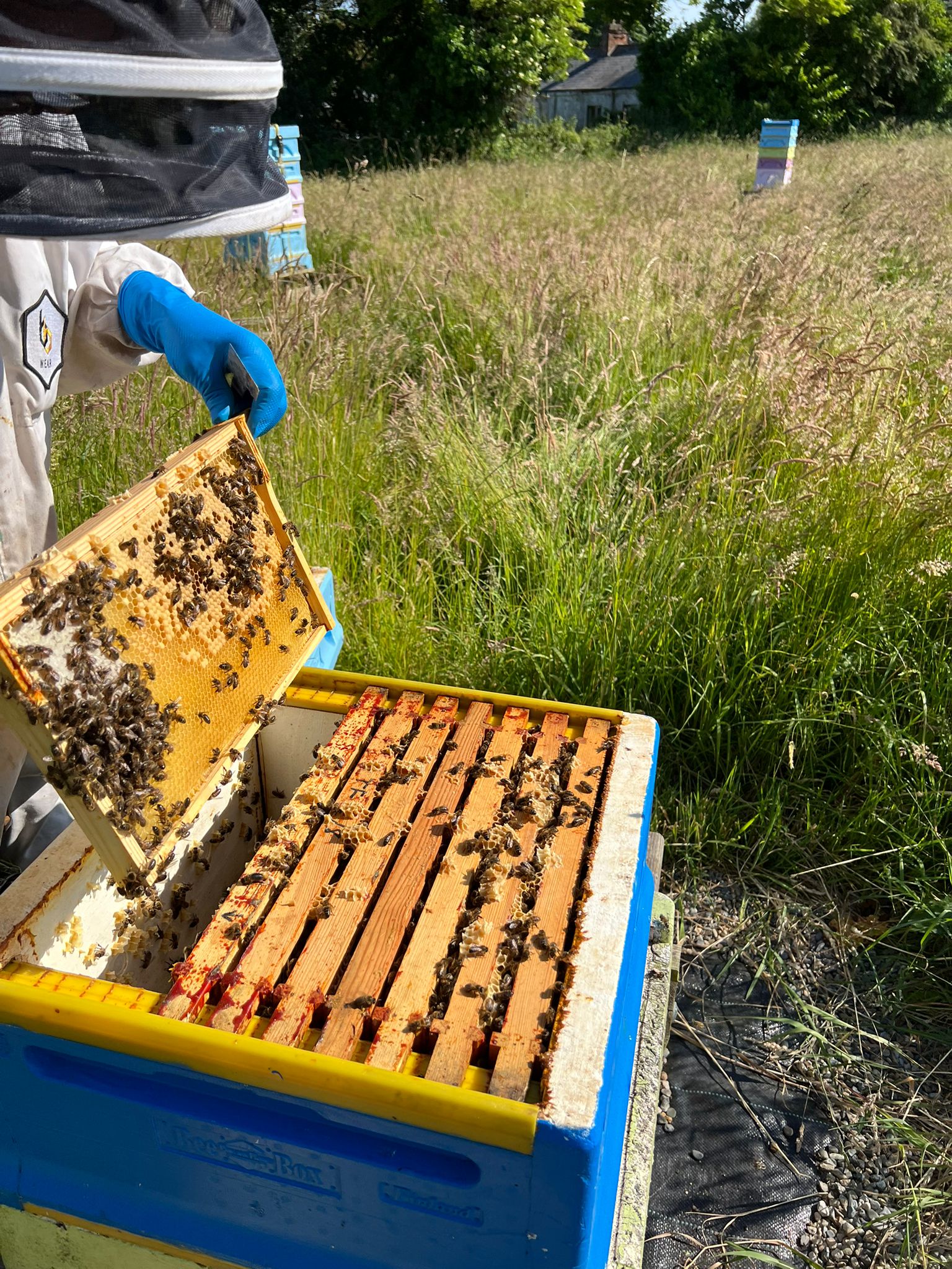 A Beekeeper's Year on the Cooley Mountains
