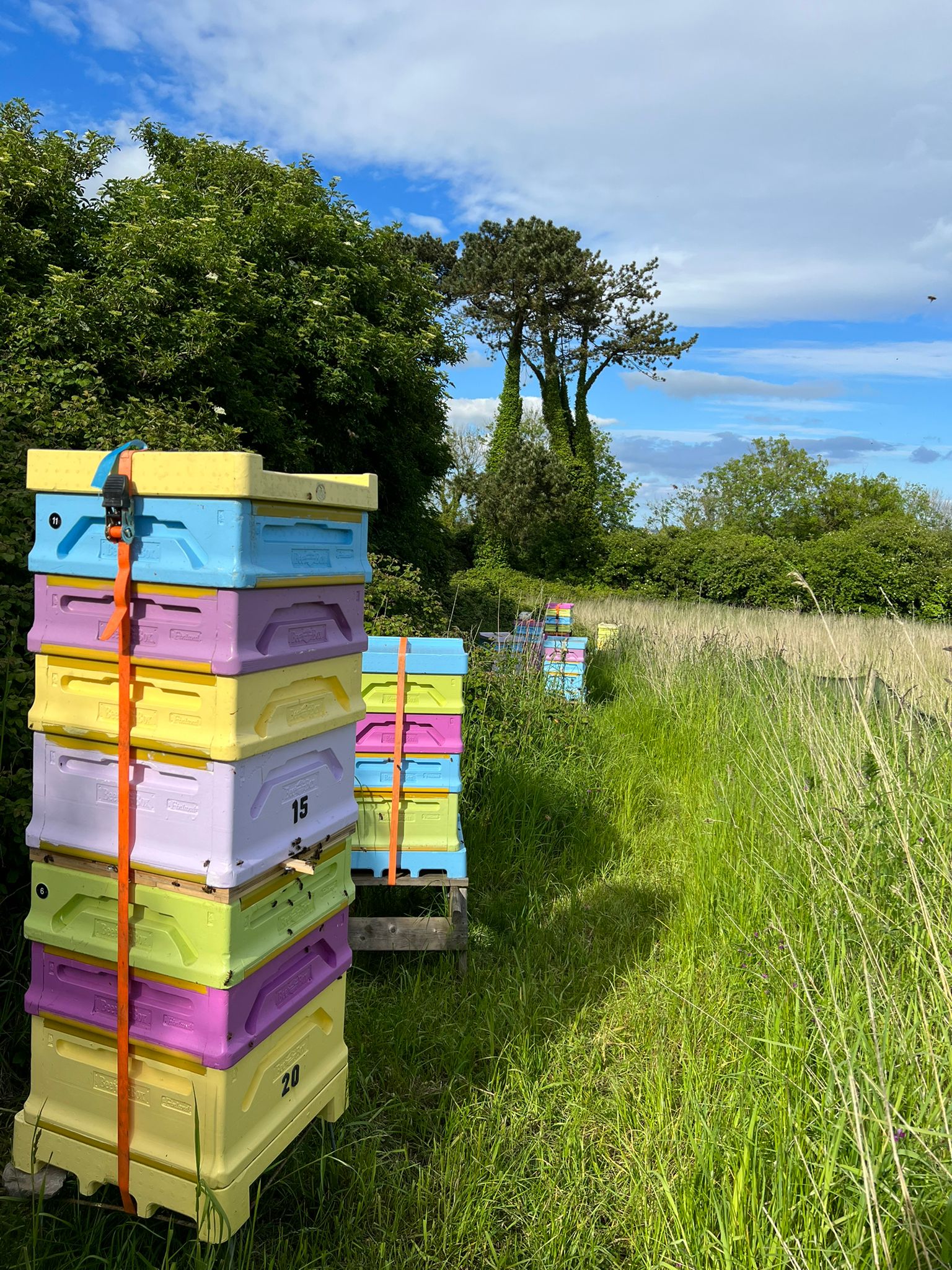 Heather Honey in Ireland: A Buyer's Guide