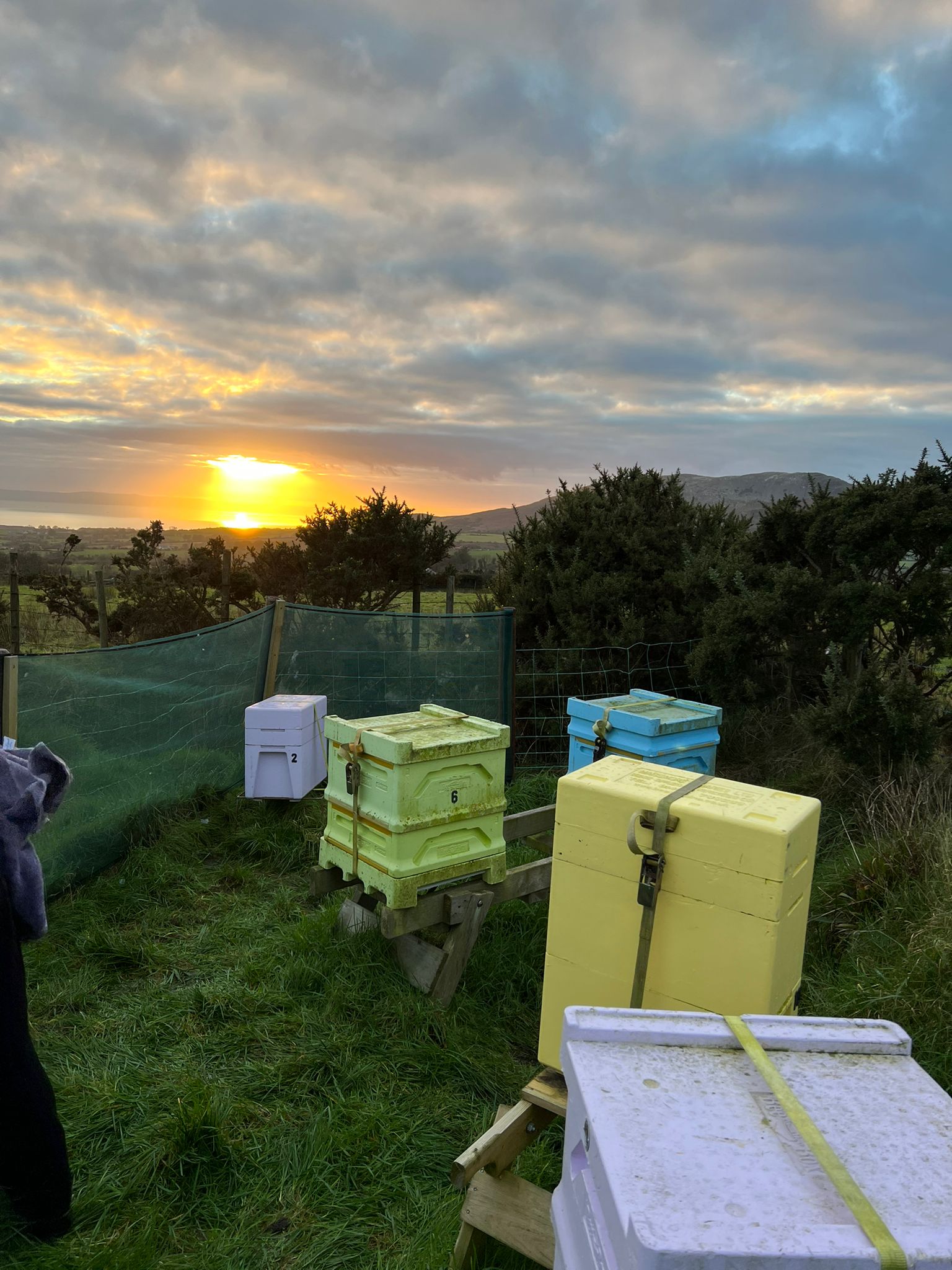 Hives at last light