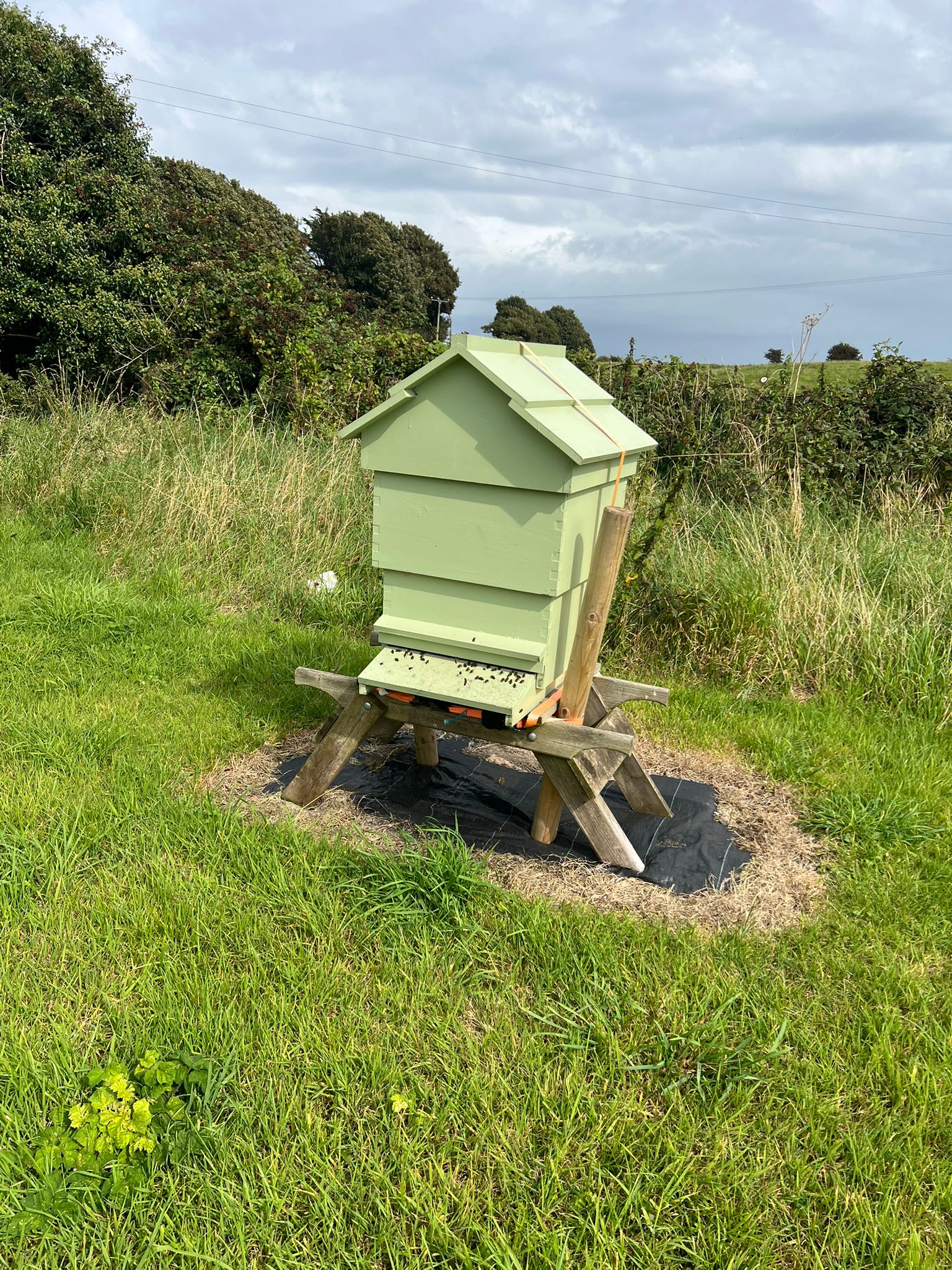 Where to Buy Local Honey in Co. Louth