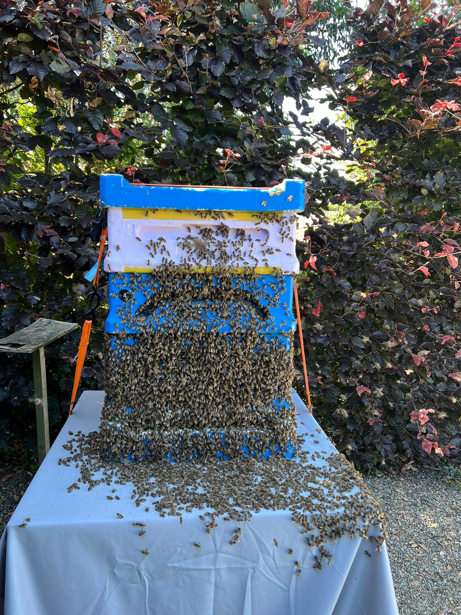 Bees at work on the peninsula