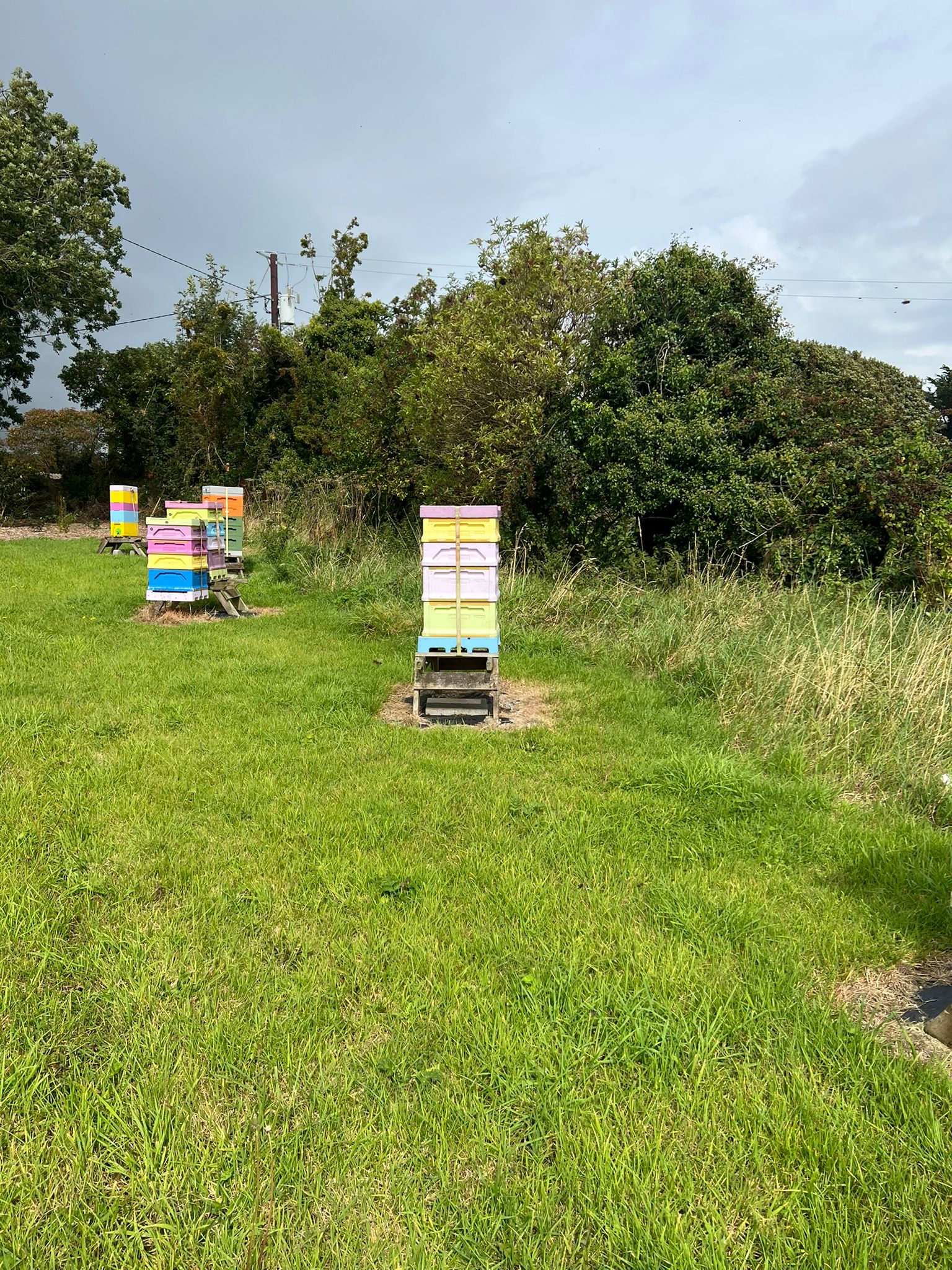 Hives out on the Cooley Peninsula