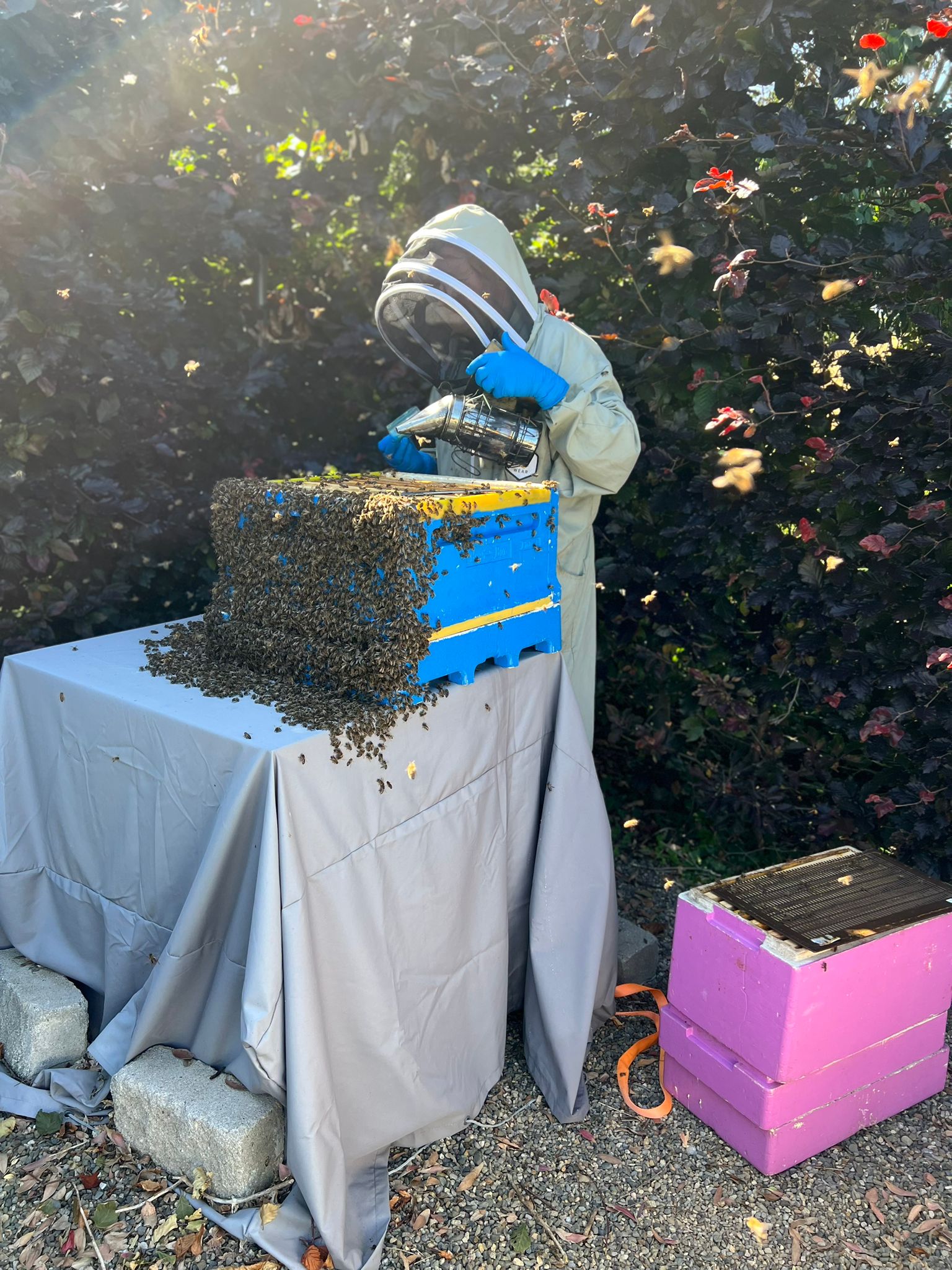 Local Honey Near Dundalk