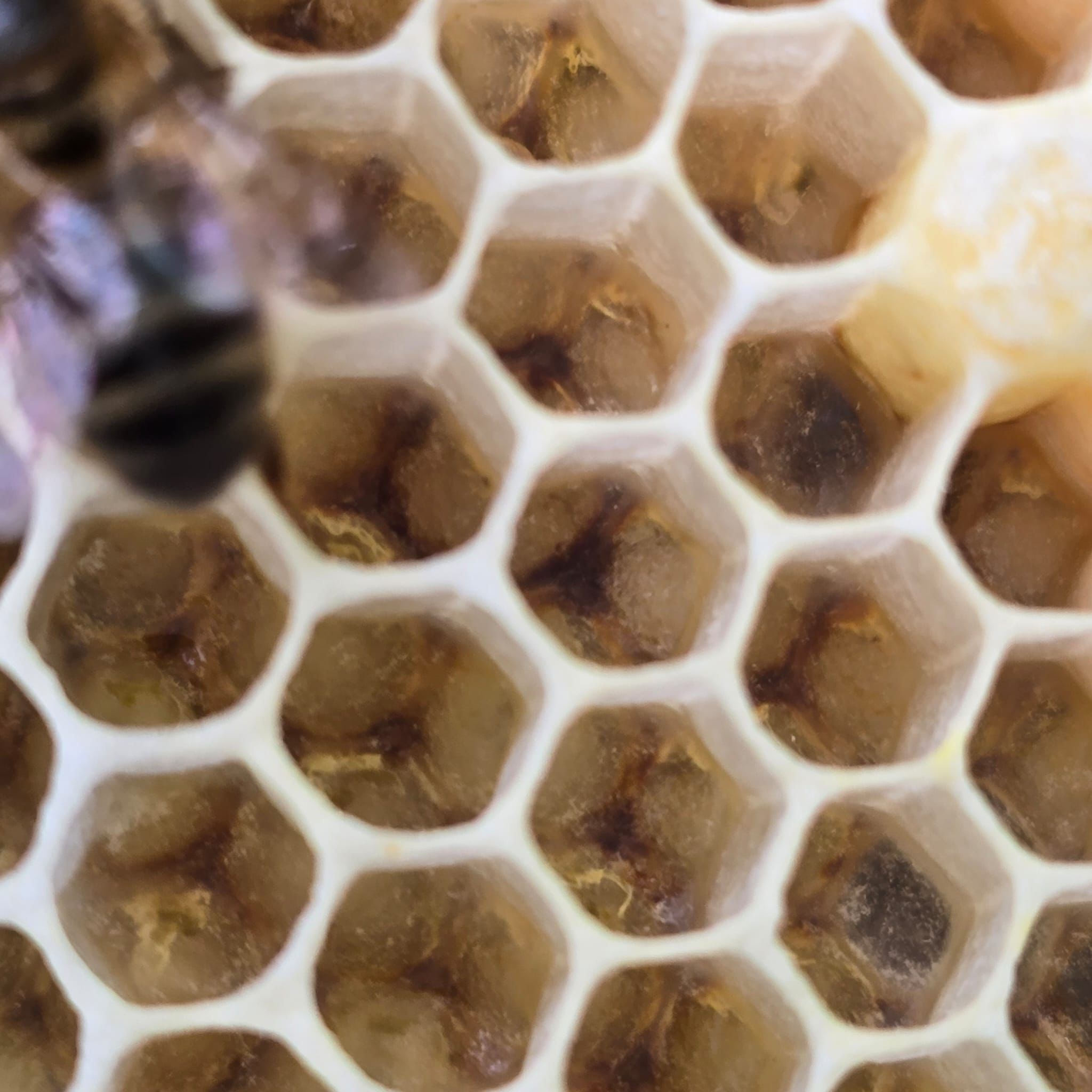 Monofloral vs Wildflower Honey: What to Know