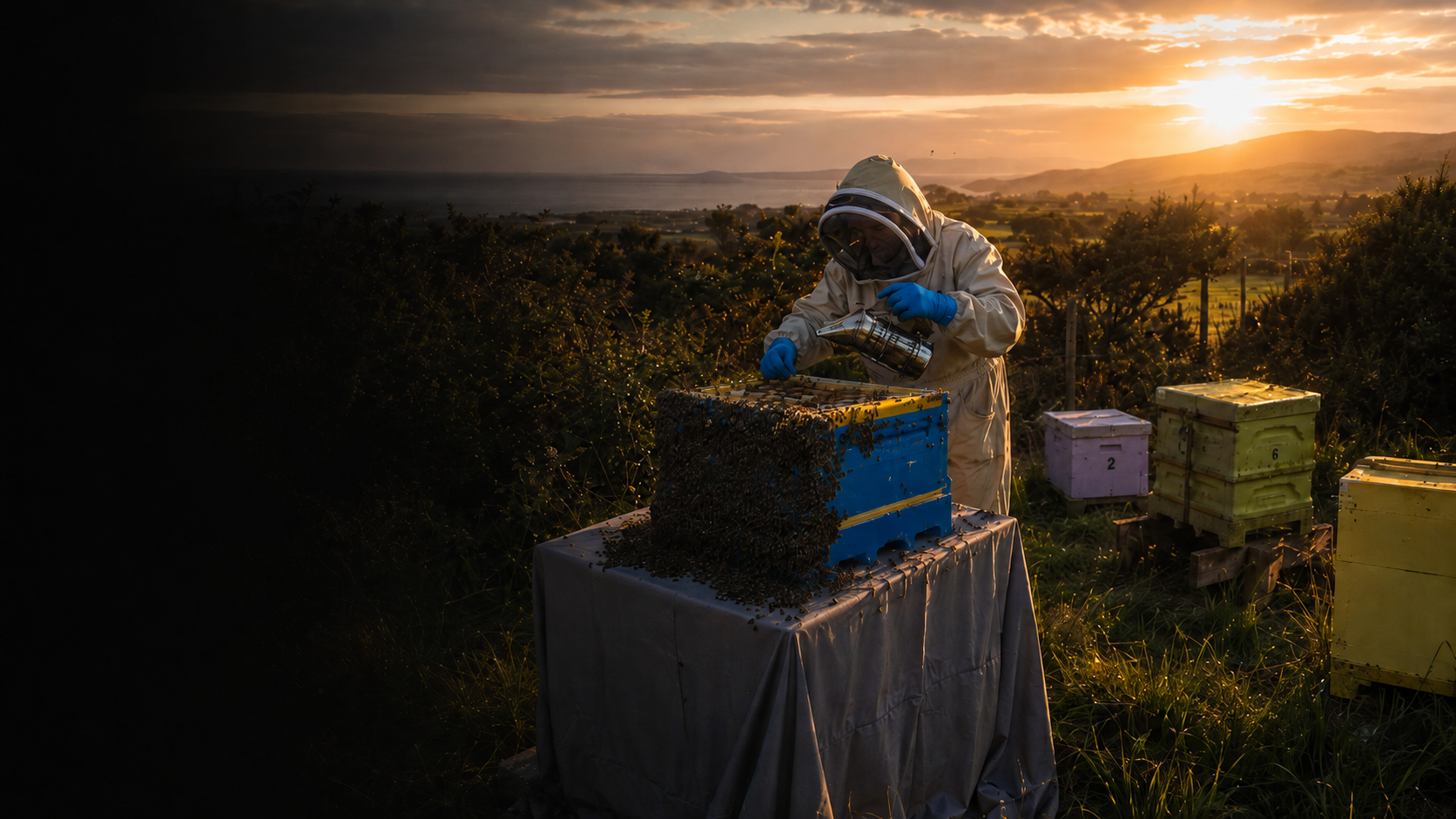 A beekeeper tending hives on the wild Cooley Peninsula at sunset